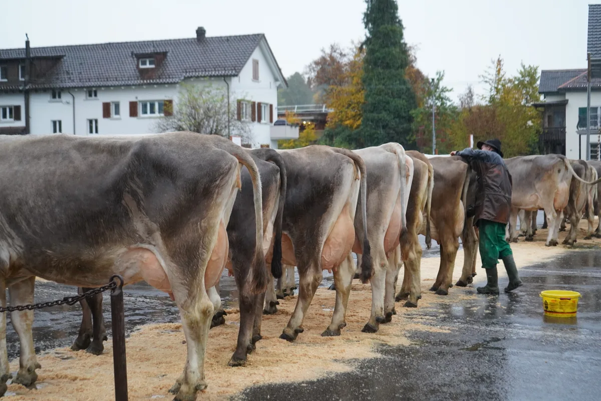 Landwirte und Kühe an der Viehschau Hinwil
